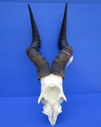 Male Red Hartebeest Skull Plate with 21 to 23 inches Horns <font color=red> Wholesale</font> - 2 @ $55.00 each