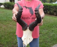 Male Red Hartebeest Skull Plate with 21 to 23 inches Horns <font color=red> Wholesale</font> - 2 @ $55.00 each