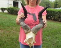 Male Red Hartebeest Skull Plate with 21 to 23 inches Horns <font color=red> Wholesale</font> - 2 @ $55.00 each