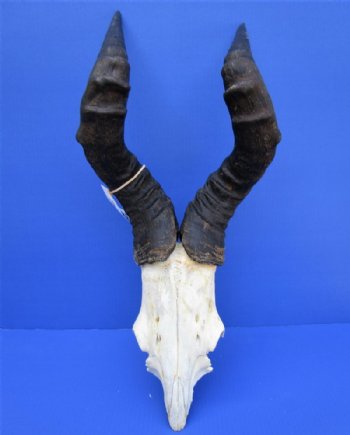 Male Red Hartebeest Skull Plate with 21 to 23 inches Horns <font color=red> Wholesale</font> - 2 @ $55.00 each
