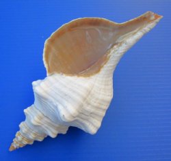 Horse Conch Shells 10 inches <font color=red> Wholesale</font> - Case of 6 @ $17.50 each