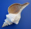 10 inches Wholesale Horse Conch Shells for Sale, the Official State Seashell of Florida - Case of 6 @ $17.50 each