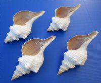 Horse Conch Shell, 11 inches, Florida State Shell - $31.99 each