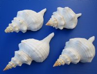 Horse Conch Shell, 11 inches, Florida State Shell - $31.99 each