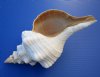 11 inches long <font color=red>Wholesale</font> Horse Conch Shells for Sale in Bulk, (Official State Seashell of Florida) - Case of 6 @ $20.00 each
