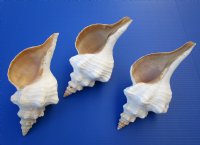 Horse Conch Shells 11 inches<font color=red> Wholesale</font> - 6 @ $20.00 each