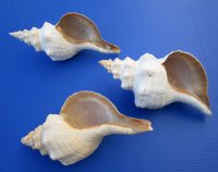 Horse Conch Shells 11 inches<font color=red> Wholesale</font> - 6 @ $20.00 each