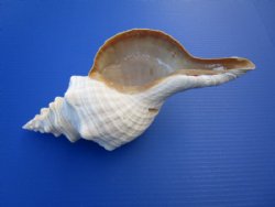 12 inches Large Horse Conch Shells <font color=red>Wholesale</font>, - 4 @ $25.00 each