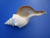 12 inches long Large <font color=red>Wholesale</font> Horse Conch Shells for Sale, Triplofusus giganteus, the Florida State Seashell, - Case of 4 @ $25.00 each