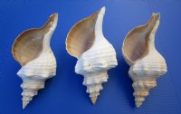 12 inches Large Horse Conch Shells <font color=red>Wholesale</font>, - 4 @ $25.00 each
