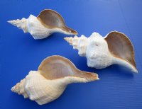 12 inches Large Horse Conch Shells <font color=red>Wholesale</font>, - 4 @ $25.00 each