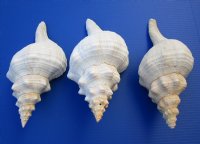 12 inches Large Horse Conch Shells <font color=red>Wholesale</font>, - 4 @ $25.00 each