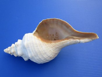 13 inches Large Horse Conch Shells   <font color=red>Wholesale</font> - 4 @ $31.00 each