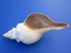 13 inches long Wholesale Large Horse Conch Shells for Sale in Bulk, Florida's Official Seashell, - Case of 4 @ $31.00 each