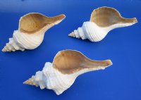 13 inches Large Horse Conch Shells   <font color=red>Wholesale</font> - 4 @ $31.00 each