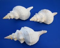 13 inches Large Horse Conch Shells   <font color=red>Wholesale</font> - 4 @ $31.00 each