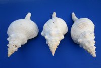 13 inches Large Horse Conch Shells   <font color=red>Wholesale</font> - 4 @ $31.00 each