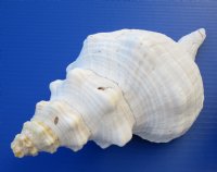 13 inches Large Horse Conch Shells   <font color=red>Wholesale</font> - 4 @ $31.00 each