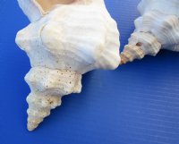 Extra Large Horse Conch Shell, 13 inches   - $49.60 each