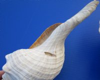 13 inches Large Horse Conch Shells   <font color=red>Wholesale</font> - 4 @ $31.00 each