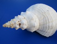 13 inches Large Horse Conch Shells   <font color=red>Wholesale</font> - 4 @ $31.00 each