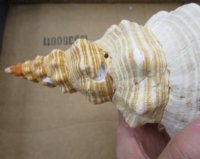 13 inches Large Horse Conch Shells   <font color=red>Wholesale</font> - 4 @ $31.00 each