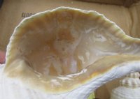 Extra Large Horse Conch Shell, 13 inches   - $49.60 each