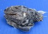 2-1/2 to 3-1/2 inches Real Iguana Heads for Sale - $15.99 each Plus $7.50 Mail