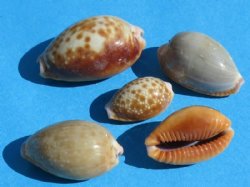 Tiny Honey Cowrie Shells <font color=red> Wholesale</font> Erosaria Helvola Under 1 inch - 1300 @ .07 each