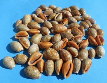 Tiny Honey Cowrie Shells <font color=red> Wholesale</font> Erosaria Helvola Under 1 inch - 1300 @ .07 each