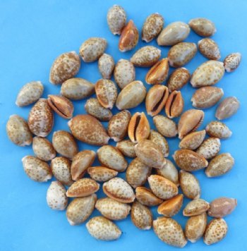 Tiny Honey Cowrie Shells <font color=red> Wholesale</font> Erosaria Helvola Under 1 inch - 1300 @ .07 each