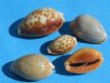 Tiny Honey Cowry Shells in Bulk, Erosaria helvola 3/4 to 1 inch, - Packed 100 @ .15 each; Pack of 300 @ .12 each