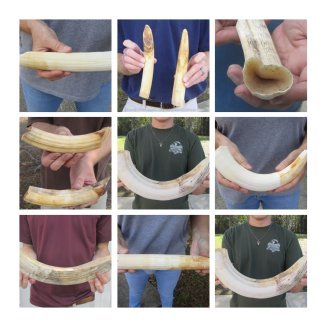 Hippo Ivory, Hippo Tusks