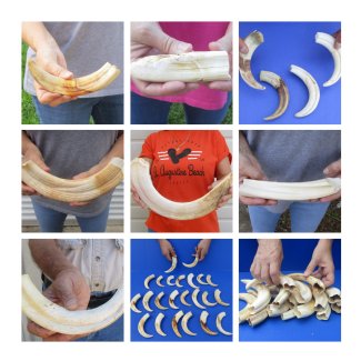 Hippo, Warthog Tusks