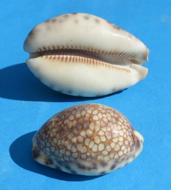 Harlequin Cowry Shells, 2 to 3 inches -100 @ .45 each;