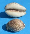 Harlequin Cowrie Shells <font color=red> Wholesale</font> 2 to 2-7/8 inches  - Case: 600 @ .28 eac
