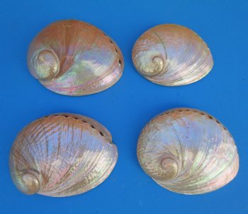 Large Pearlized  Australian Greenlip Abalone Shells <font color=red> Wholesale</font>, Haliotis Laevigata 6 to 7 inches - 9 @ $10.80 each