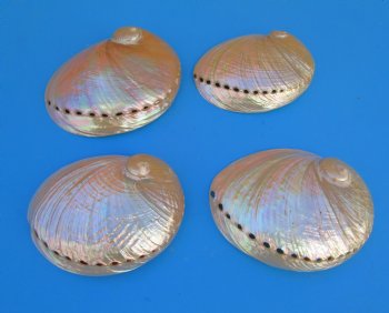Large Pearlized  Australian Greenlip Abalone Shells <font color=red> Wholesale</font>, Haliotis Laevigata 6 to 7 inches - 9 @ $10.80 each