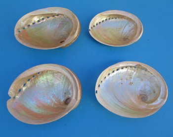 Large Pearlized  Australian Greenlip Abalone Shells <font color=red> Wholesale</font>, Haliotis Laevigata 6 to 7 inches - 9 @ $10.80 each