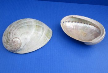Large Polished Australian Greenlip Abalone Shells, Haliotis Laevigata 6 to 7 inches - 2 @ $12.80 each