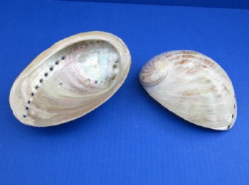 Large Polished Australian Greenlip Abalone Shells, Haliotis Laevigata 6 to 7 inches - 2 @ $12.80 each