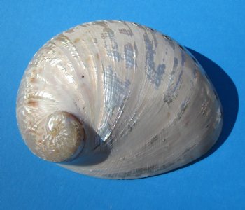 Large Semi-Pearlized  Australian Greenlip Abalone Shells <font color=red> Wholesale</font>, Haliotis Laevigata 6 to 7 inches - 10 @ $9 each