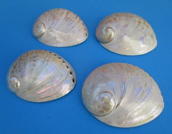 Large Semi-Pearlized  Australian Greenlip Abalone Shells <font color=red> Wholesale</font>, Haliotis Laevigata 6 to 7 inches - 10 @ $9 each