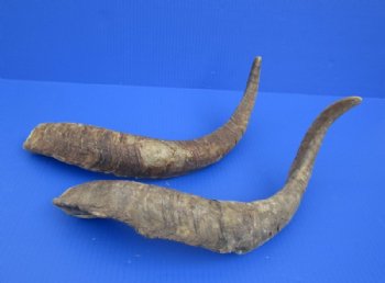 Jumbo Size African Goat Horns <font color=red> Wholesale</font>,18 to 24 inches - 8 @ $11.50 each