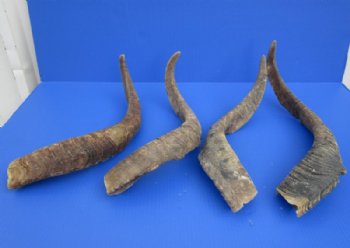 Jumbo Size African Goat Horns <font color=red> Wholesale</font>,18 to 24 inches - 8 @ $11.50 each