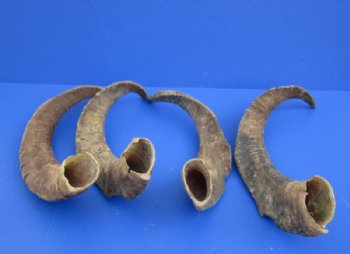 Jumbo Size African Goat Horns <font color=red> Wholesale</font>,18 to 24 inches - 8 @ $11.50 each