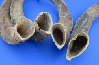 Jumbo Size African Goat Horns <font color=red> Wholesale</font>,18 to 24 inches - 8 @ $11.50 each