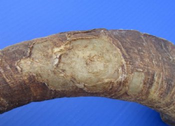 Jumbo Size African Goat Horns <font color=red> Wholesale</font>,18 to 24 inches - 8 @ $11.50 each