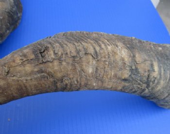 Jumbo Size African Goat Horns <font color=red> Wholesale</font>,18 to 24 inches - 8 @ $11.50 each