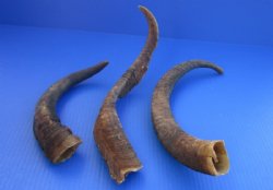 Large African Goat Horns 14 to 18 inches - 2 @ $11.50 each; 6 @ $10.80 each